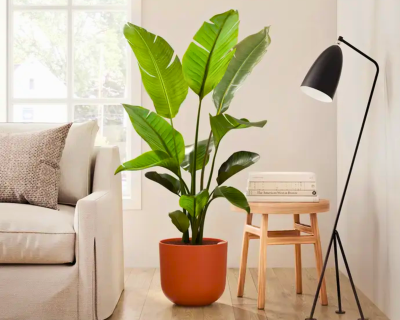 Easyplant