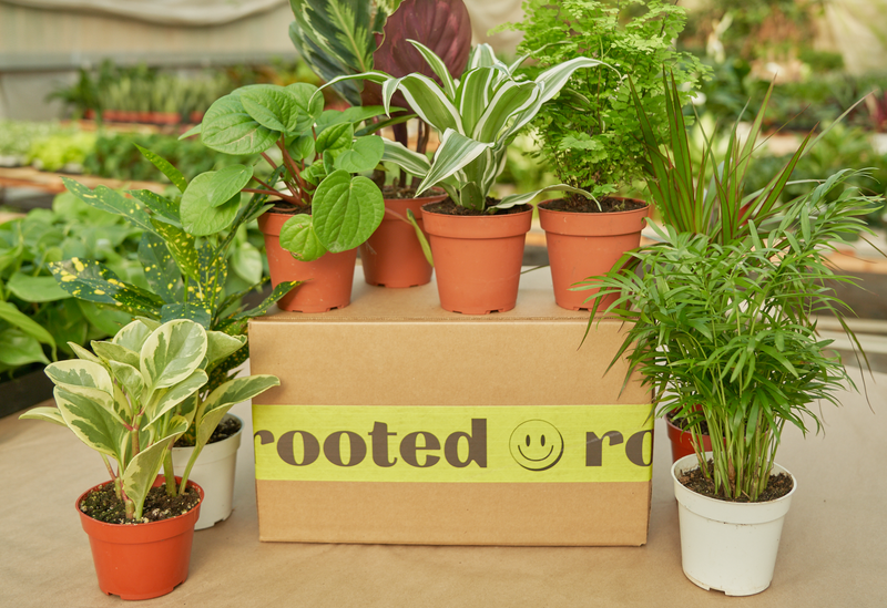 Rooted