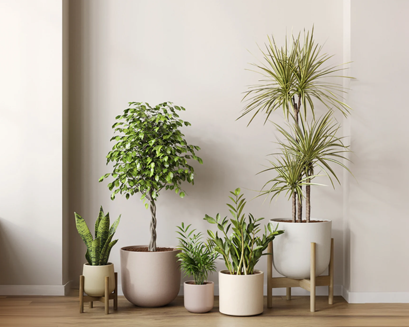Easyplant