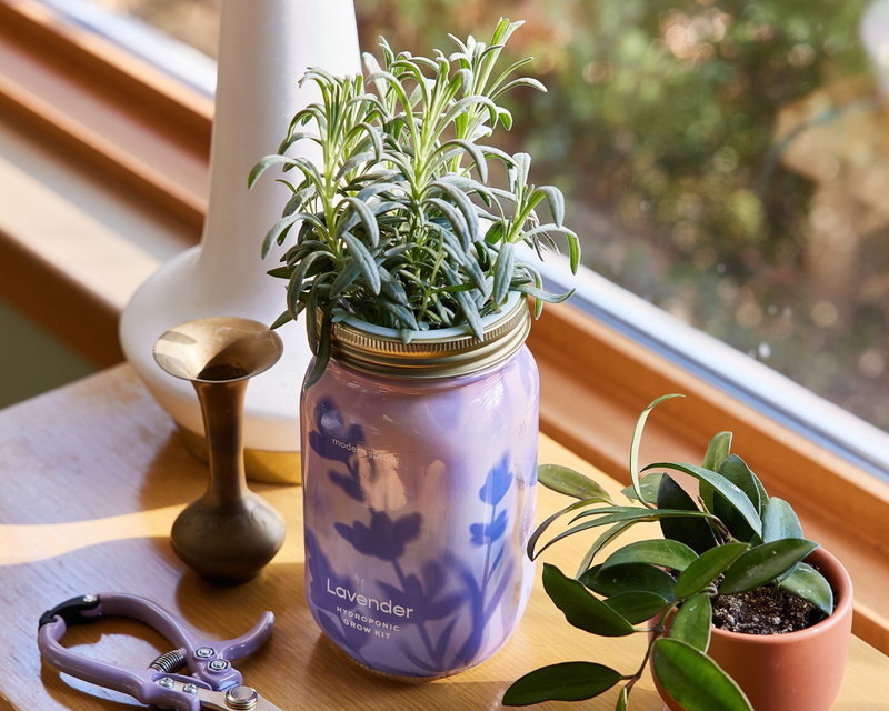 Modern Sprout