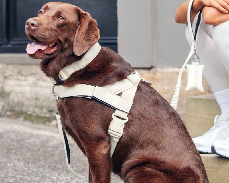 Dog Friendly Co