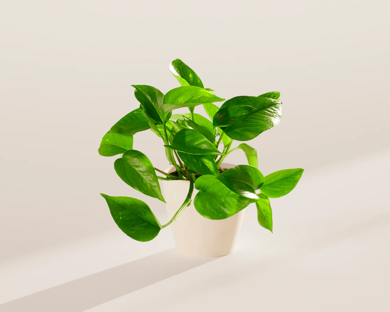 Medium Golden Pothos Plant with Eco Pot