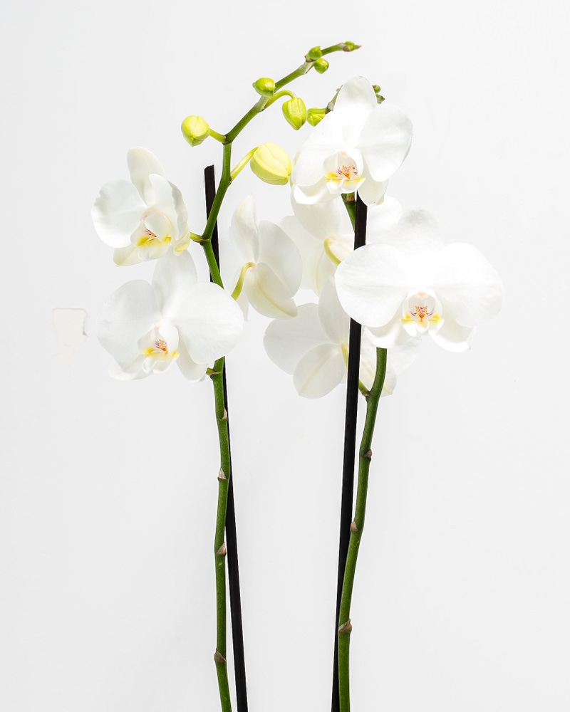 White Phalaenopsis Orchid
