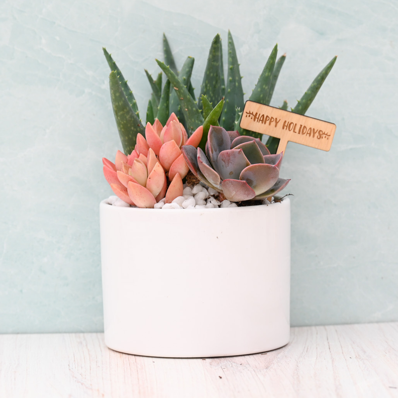 Holiday Succulent Garden