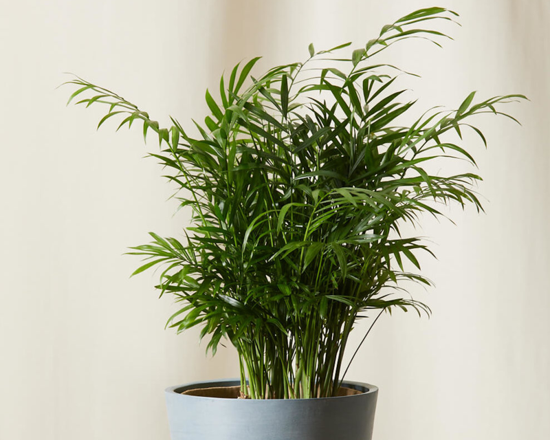 Parlor Palm