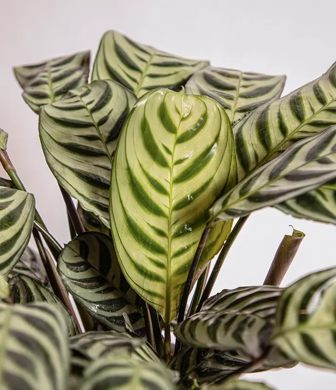 Small Marxii Calathea in Self Watering Potter