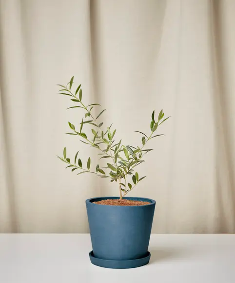 Olive Tree