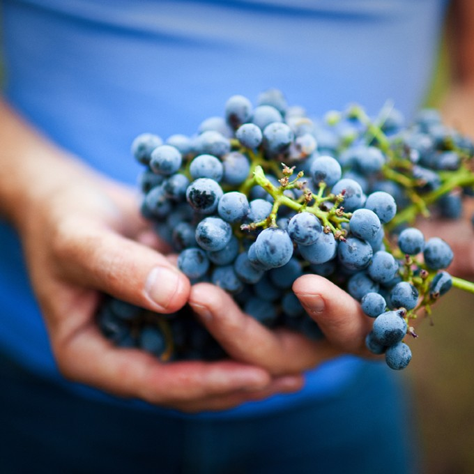 California Redwoods and Wineries Tour