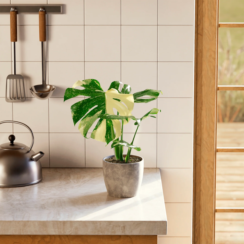 Medium Monstera Thai Constellation with Eco Pot