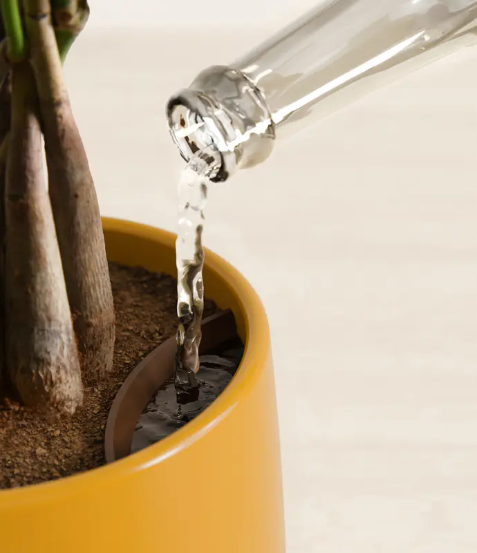 Medium Money Tree in Self Watering Ceramic Potter