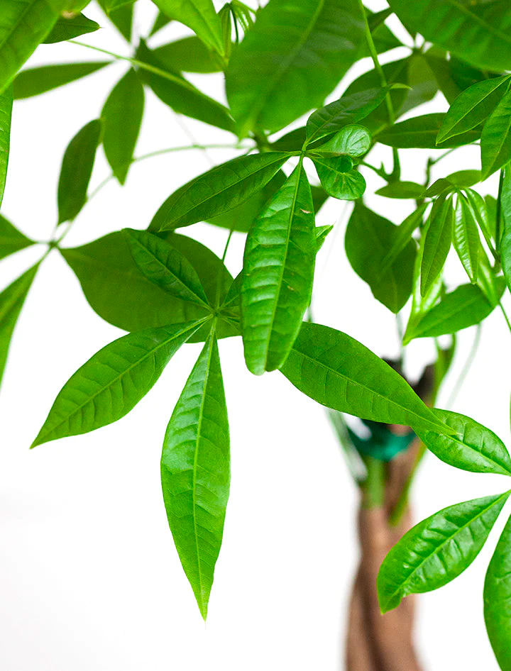 Lunar New Year Money Tree