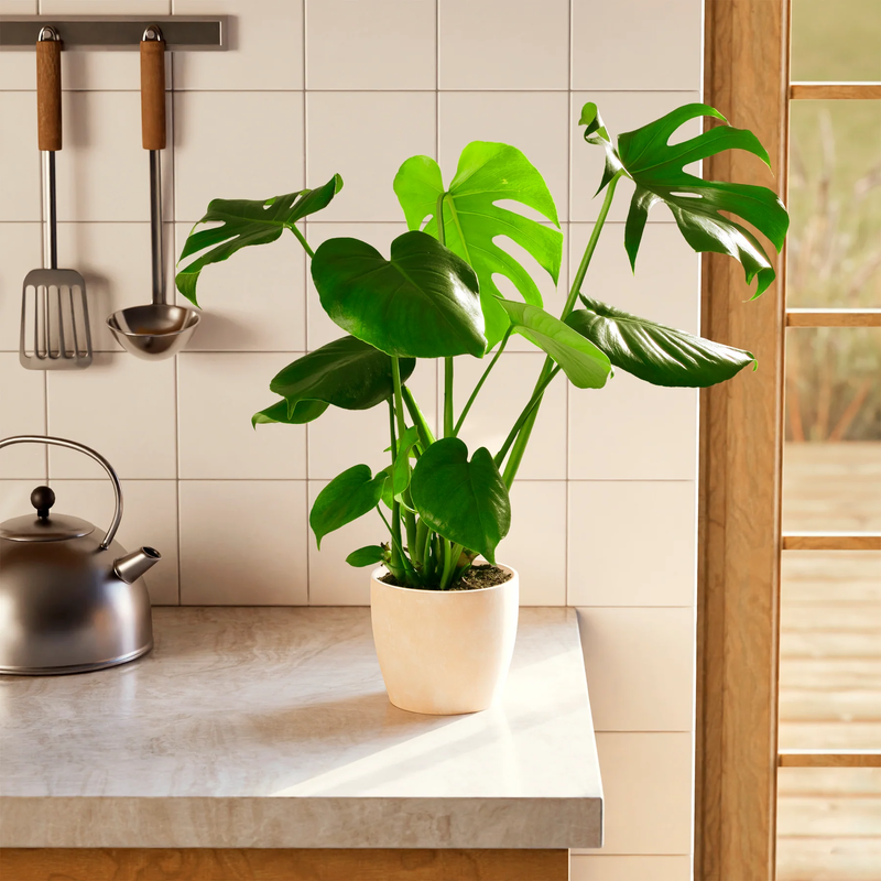 Medium Monstera Deliciosa with Eco Pot