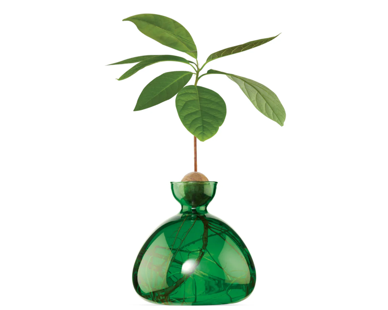 Avocado Vase
