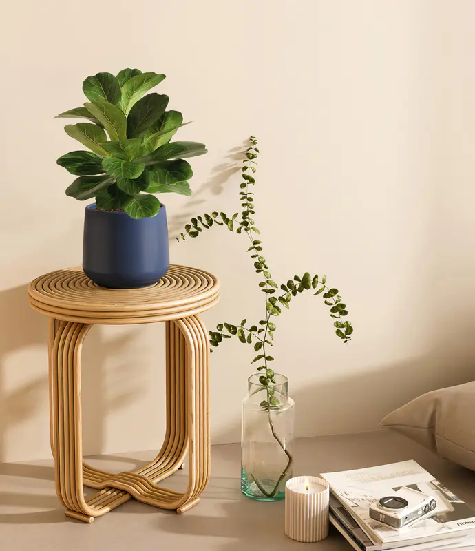 Medium Fiddle Leaf Fig in Self Watering Ceramic Potter