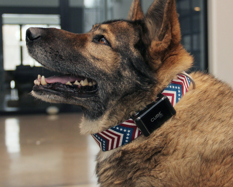 Cube GPS Pet Tracking Bundle