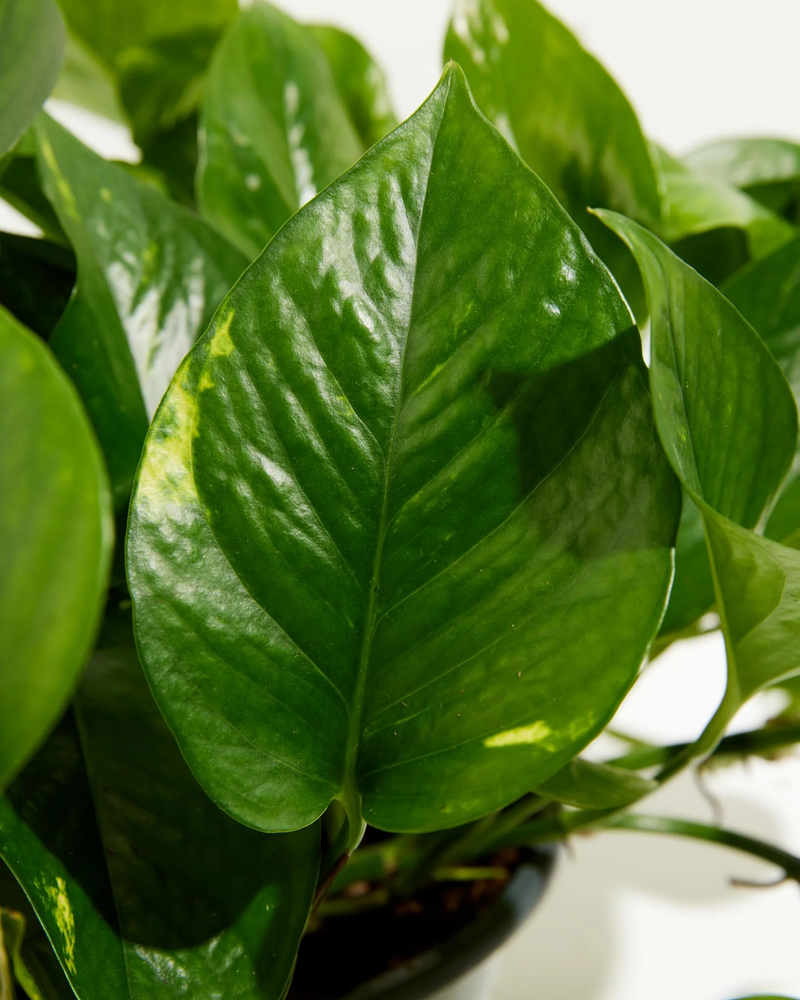 Medium Golden Pothos Plant with Eco Pot