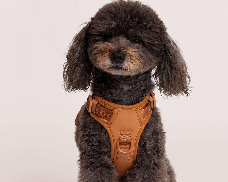 Easy Fit Harness
