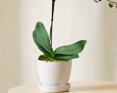 16" Purple Orchid