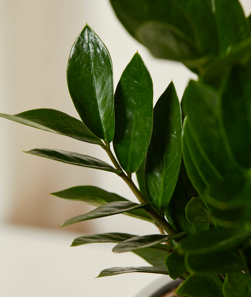 ZZ Plant