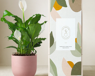 Peace Lily Plant