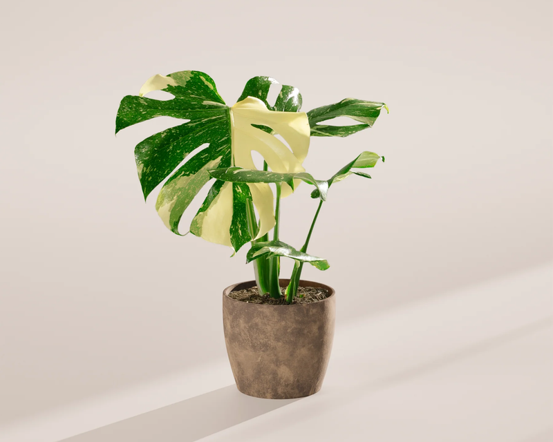 Medium Monstera Thai Constellation with Eco Pot