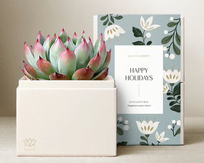 Holiday Bliss Garden