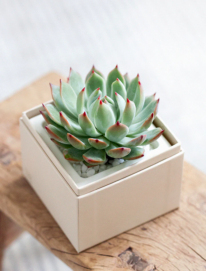 Holiday Bliss Garden