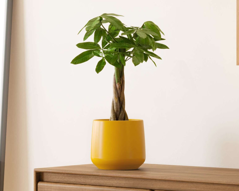 Medium Money Tree in Self Watering Ceramic Potter
