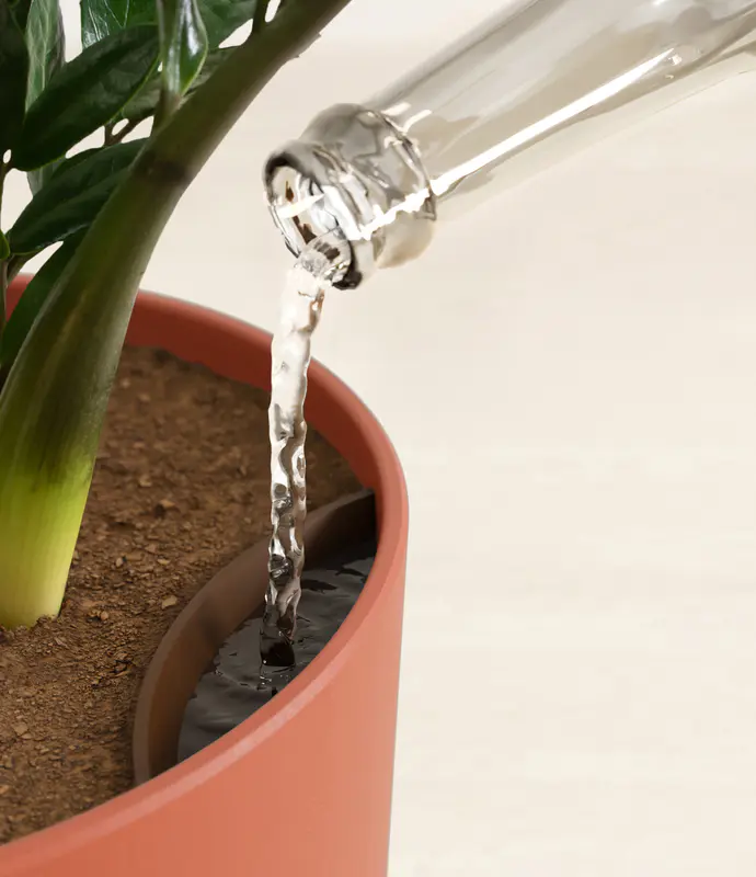 Large ZZ Plant in Self Watering Ceramic Potter