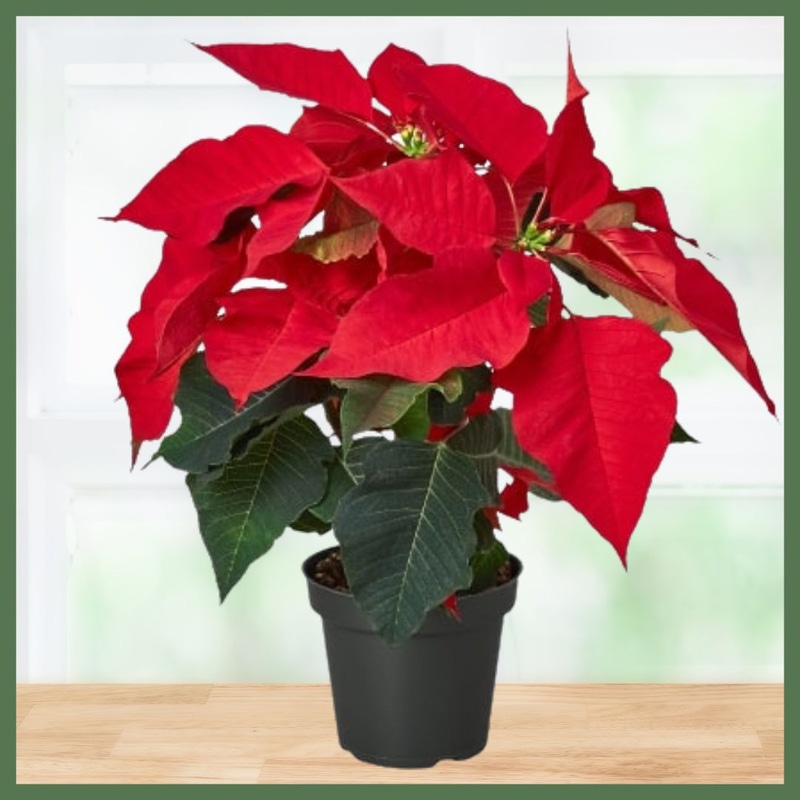 Red Poinsettia Plant