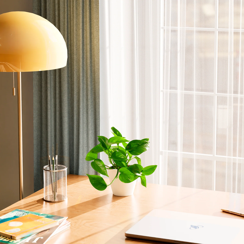 Small Golden Pothos Plant with Eco Pot