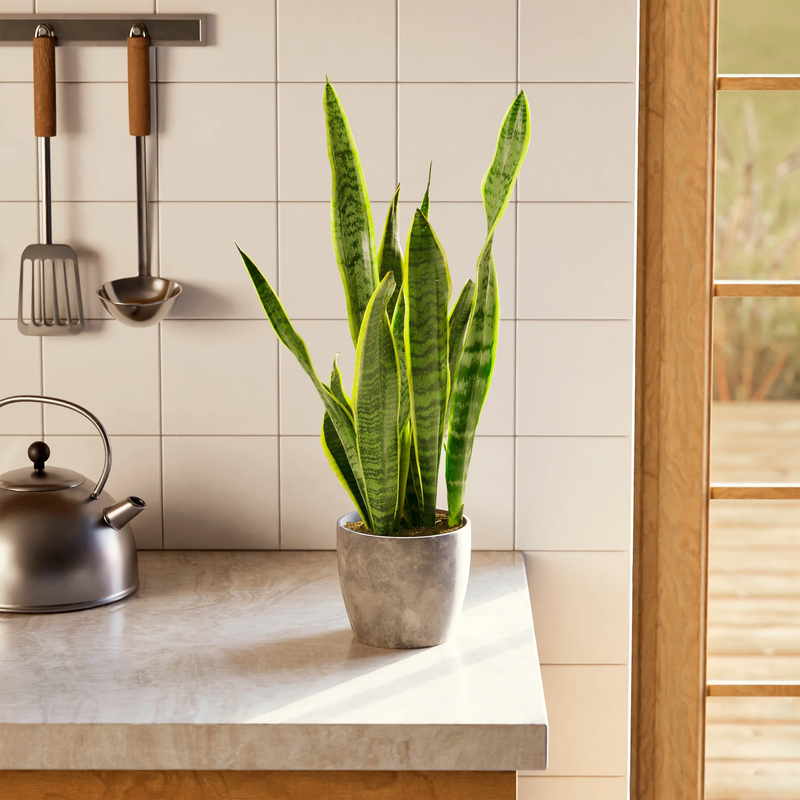 Medium Snake Plant with Eco Pot