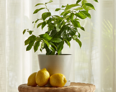 Eureka Lemon Tree
