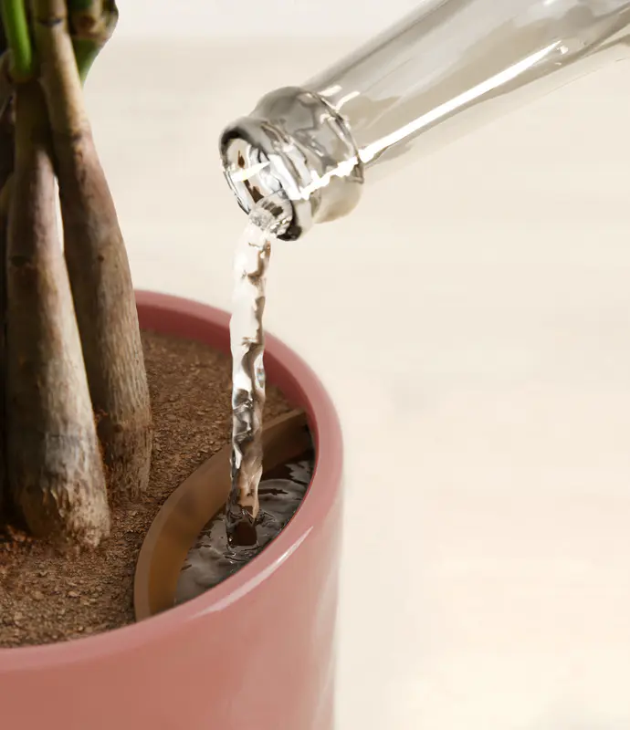 Small Money Tree in Self Watering Ceramic Potter