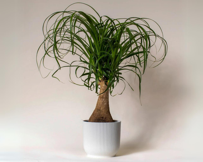 Ponytail Palm