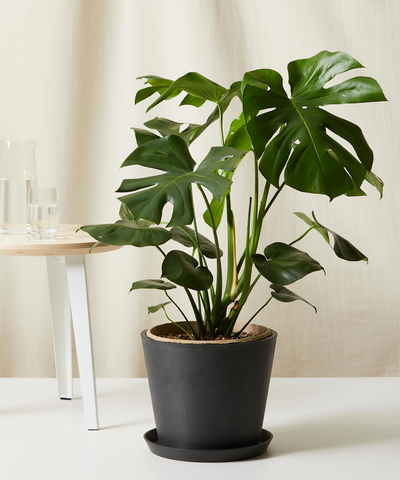 Monstera