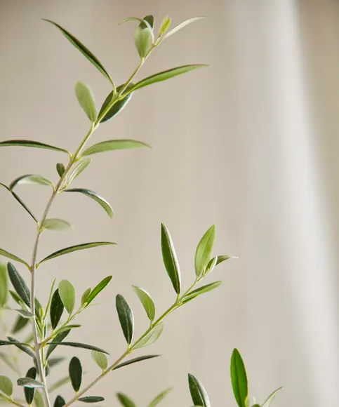 Olive Tree