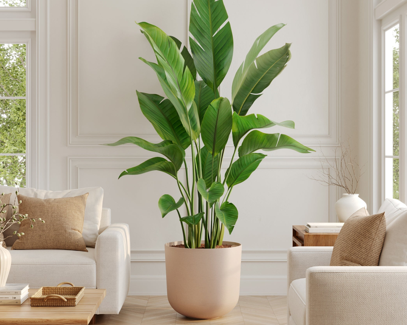 Bird of Paradise Tree