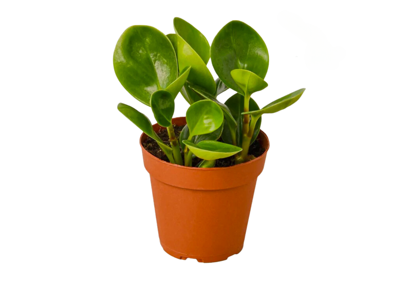 The Pepper Peperomia Thailand Plant