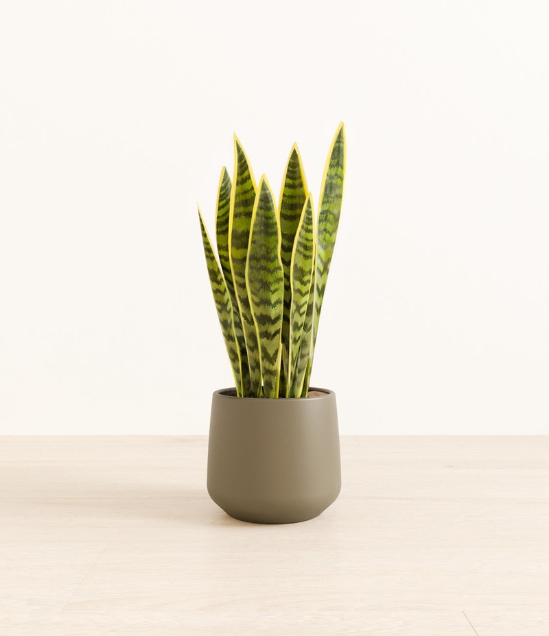 Medium Golden Snake Plant in Self Watering Ceramic Potter