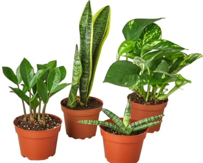 Plant Gift Bundle
