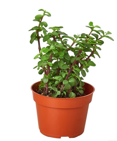 The Ryan Succulent