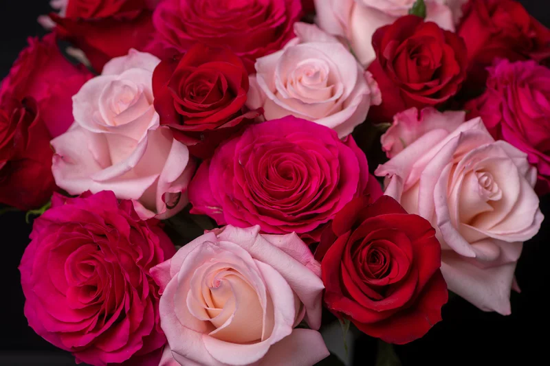 Rose Time