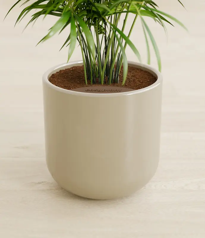 Small Parlor Palm in Self Watering Ceramic Potter
