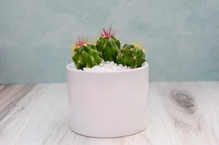 Mexican Fire Barrel