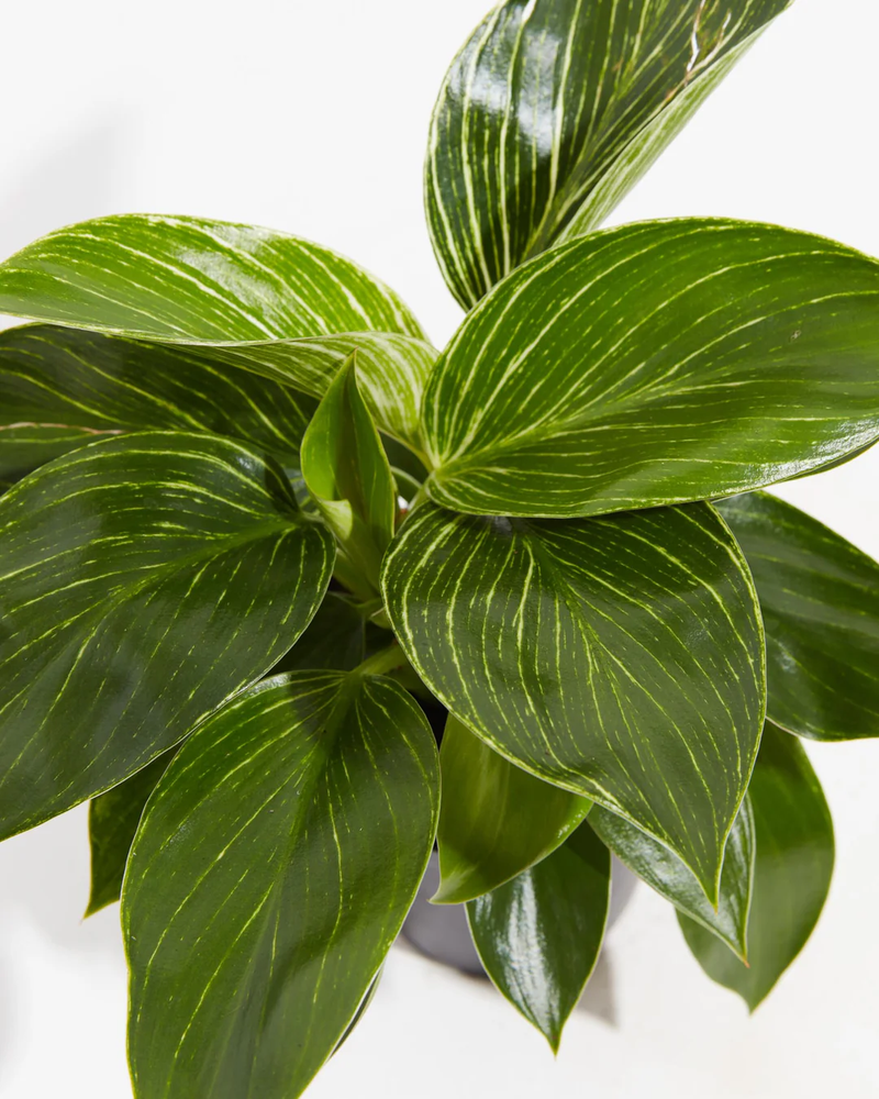 Philodendron Birkin Plant, Small