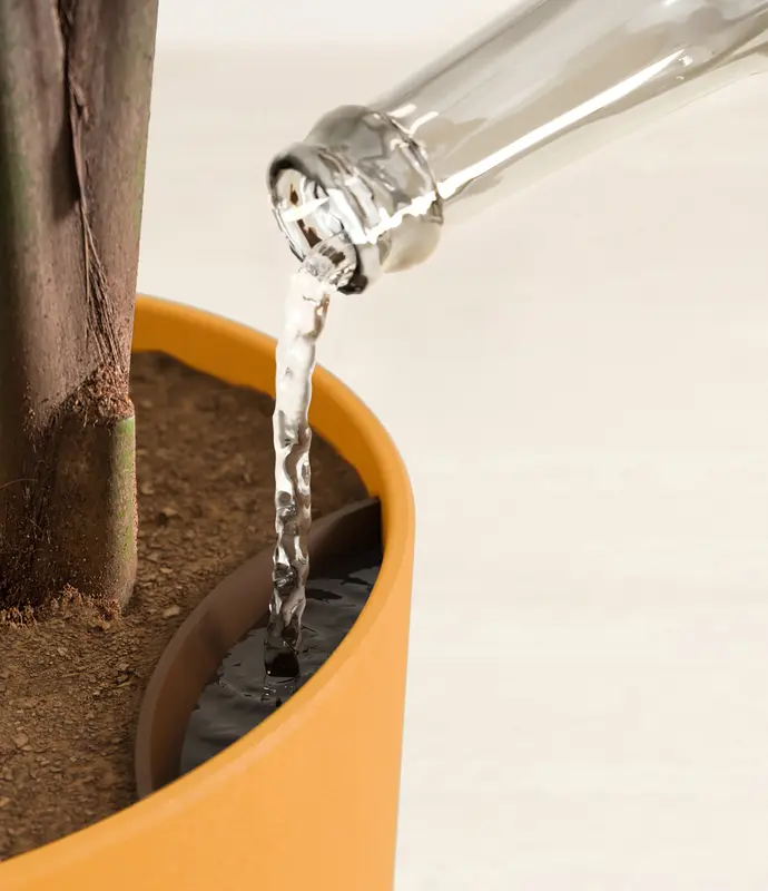 Huge Majesty Palm in Self Watering Ceramic Potter
