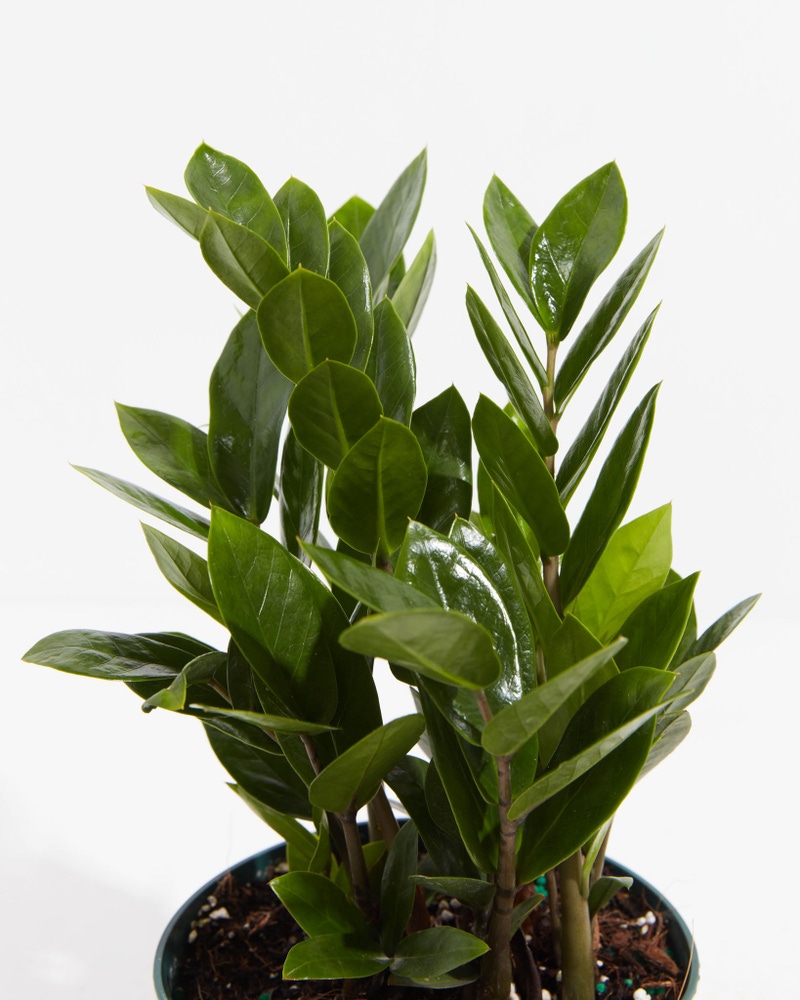 ZZ Plant, Medium