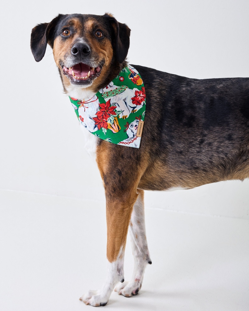 Good Dog Christmas
