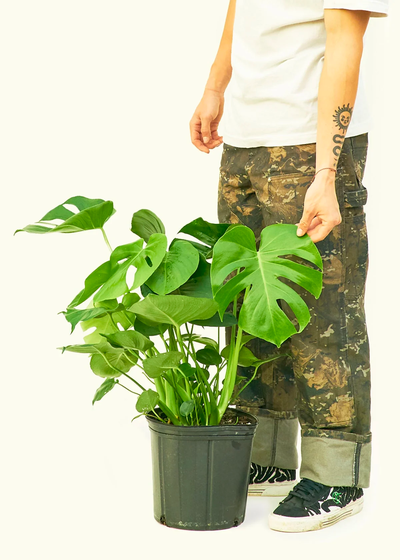 Monstera 'Swiss Cheese Plant', Large 